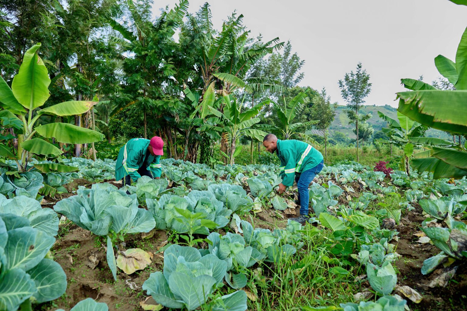Accompagnement vers la réussite agricole